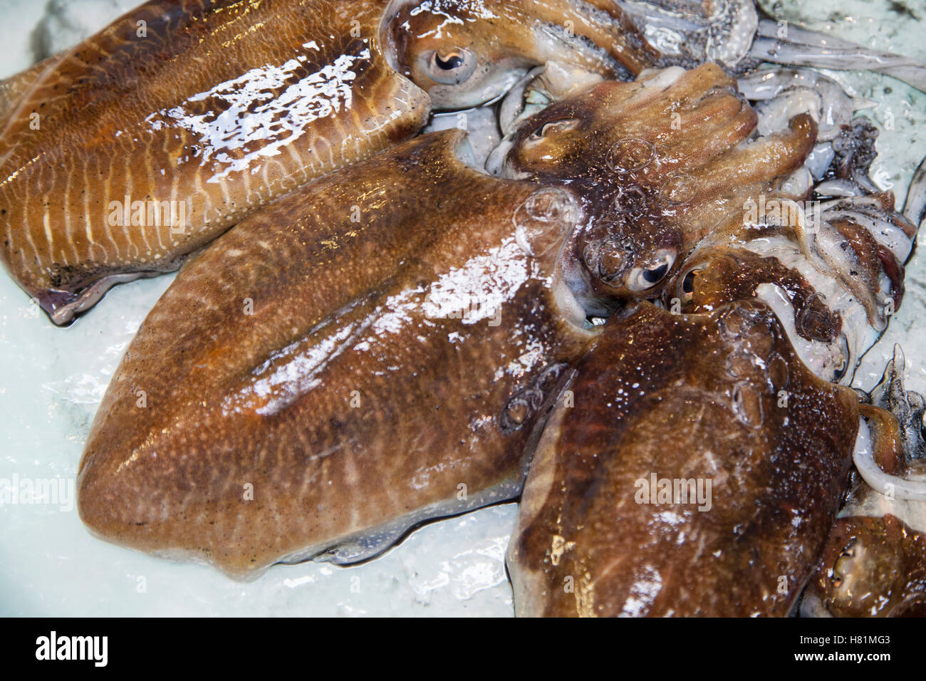 Sepia officinalis, squid on the market in Setubal, Portugal, Europe Stock Photo