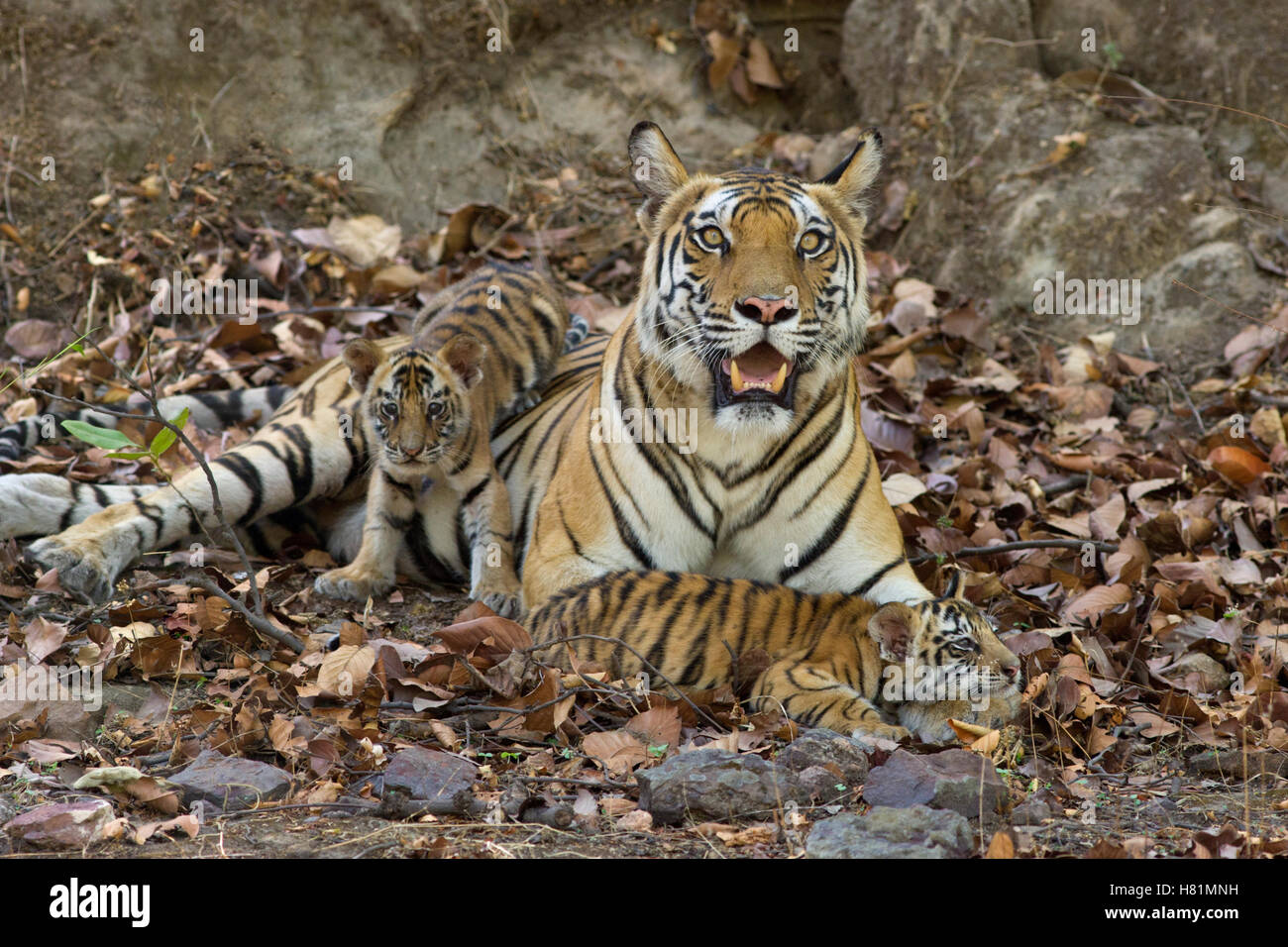 Bengal Tiger (Panthera tigris tigris) mother and eight week old cubs at den, Bandhavgarh National Park, India Stock Photo