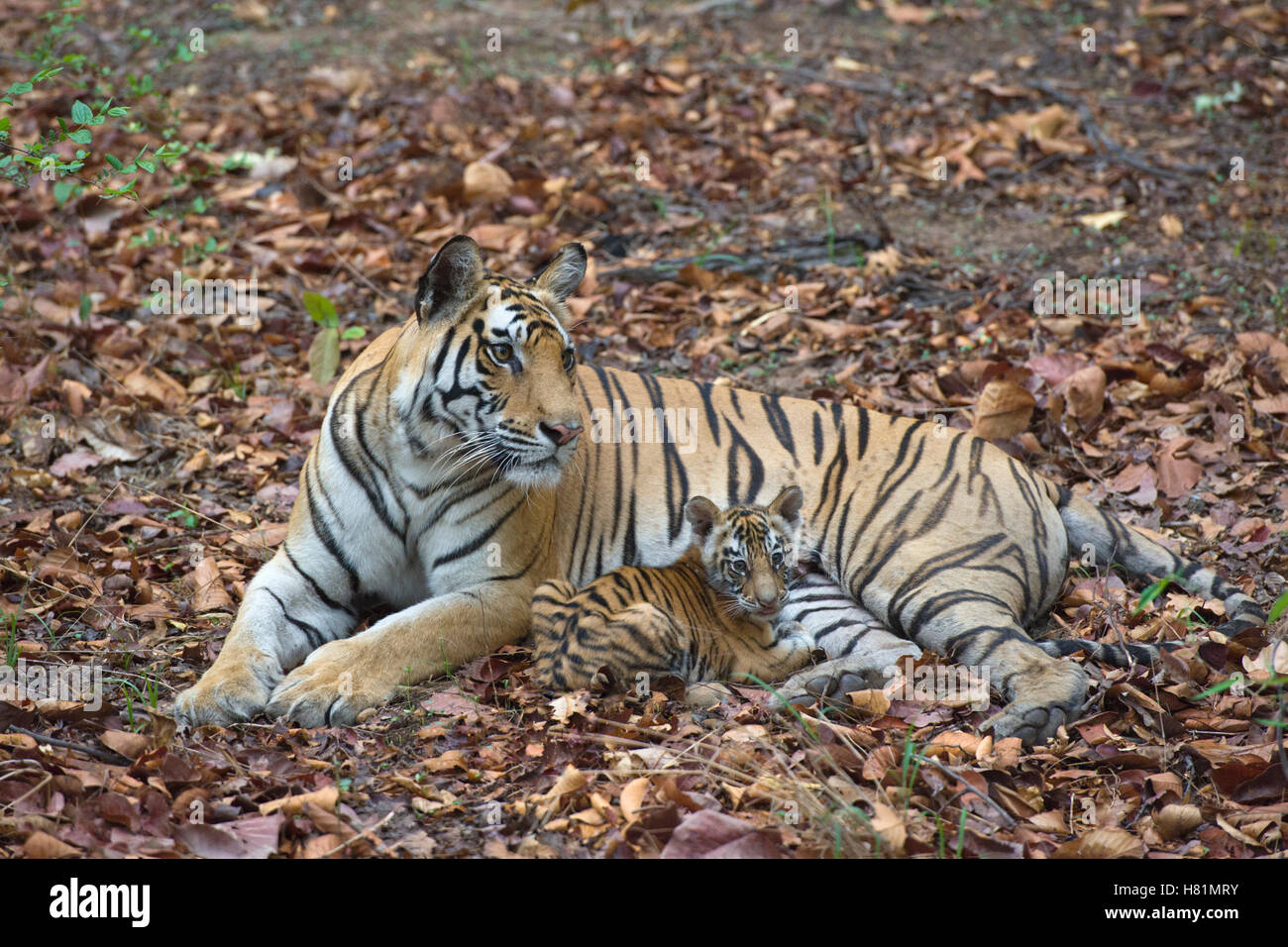 Bengal Tiger (Panthera Tigris Tigris) Mother And Eight Week Old Cub ...