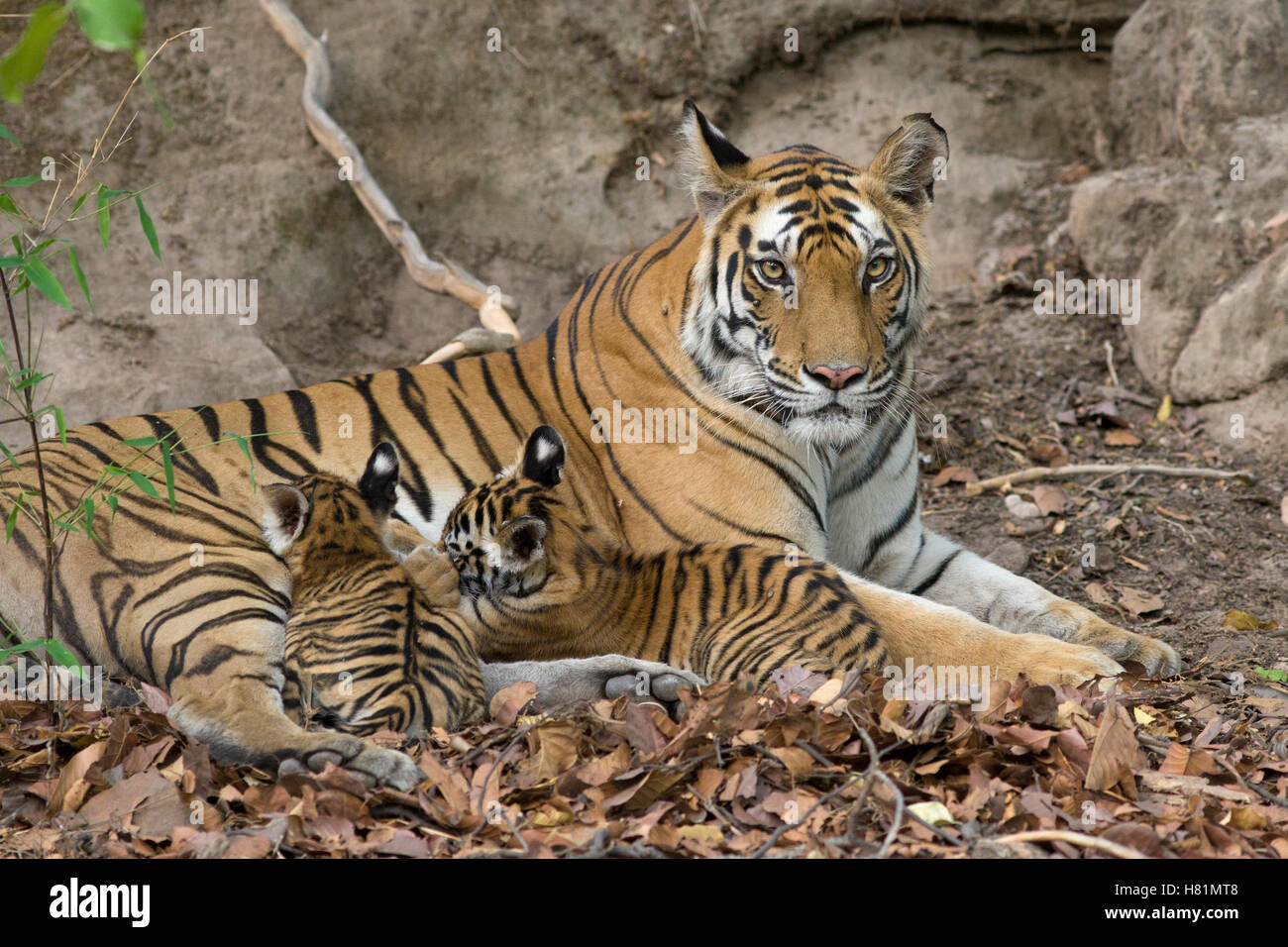 Bengal Tiger (Panthera tigris tigris) eight week old cubs suckling at ...