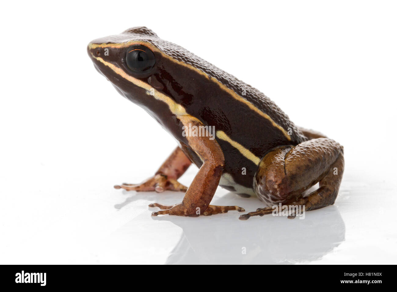 Brilliant-thighed Poison Frog (Epipedobates femoralis), Suriname Stock Photo