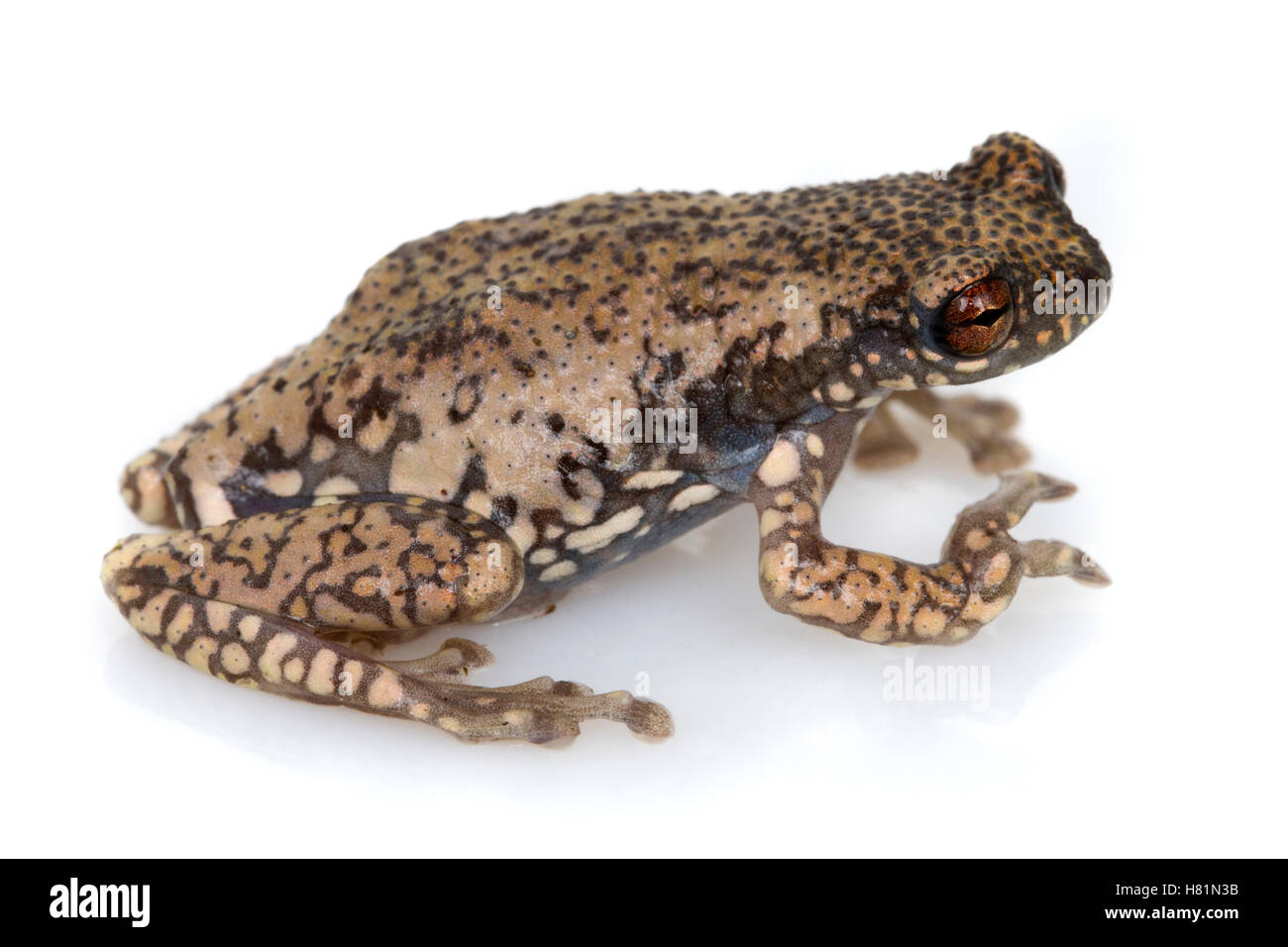 Tukeit Hill Frog (Allophryne ruthveni), Suriname Stock Photo