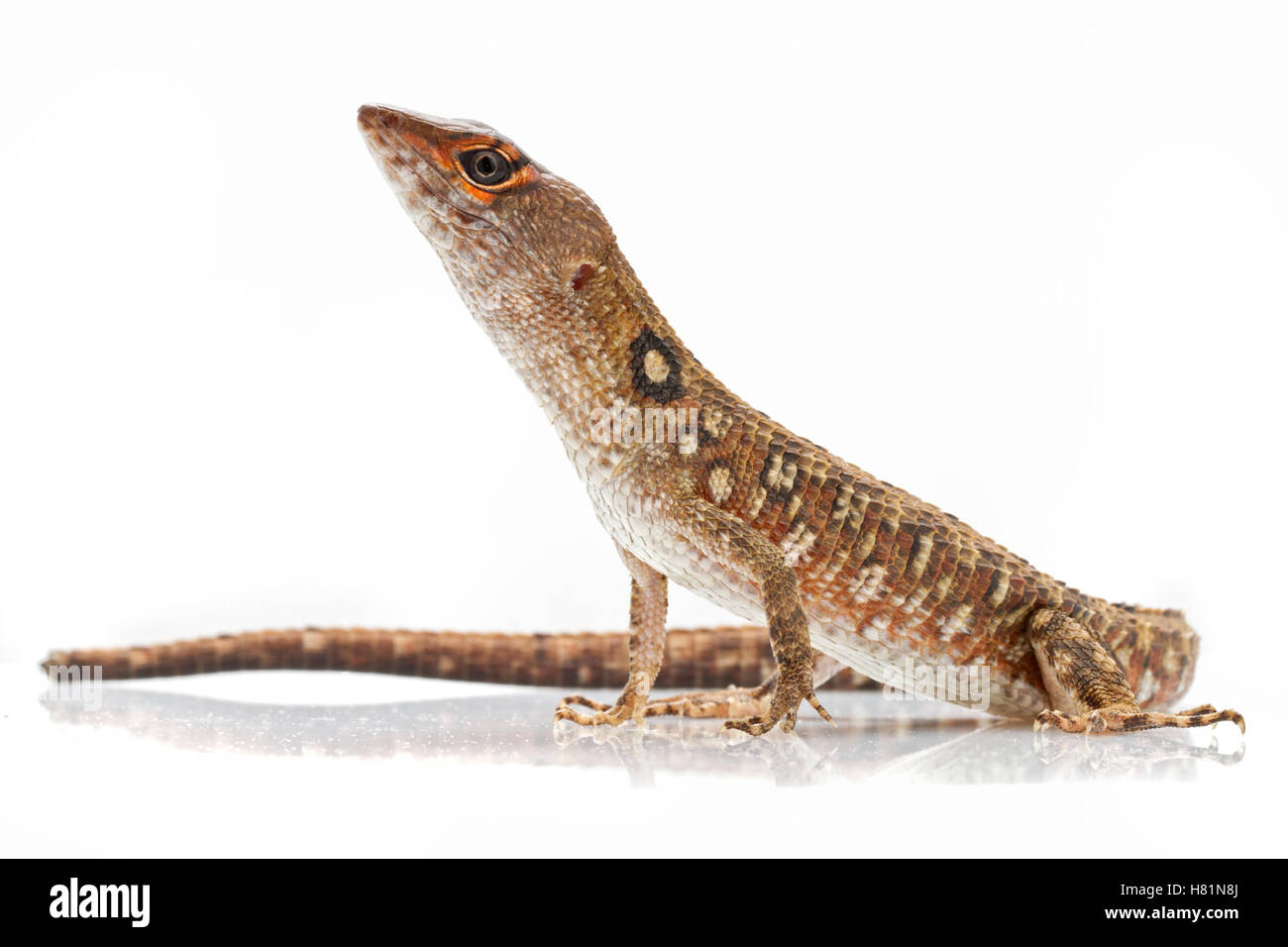 Twofaced Neusticurus (Neusticurus bicarinatus), Suriname Stock Photo