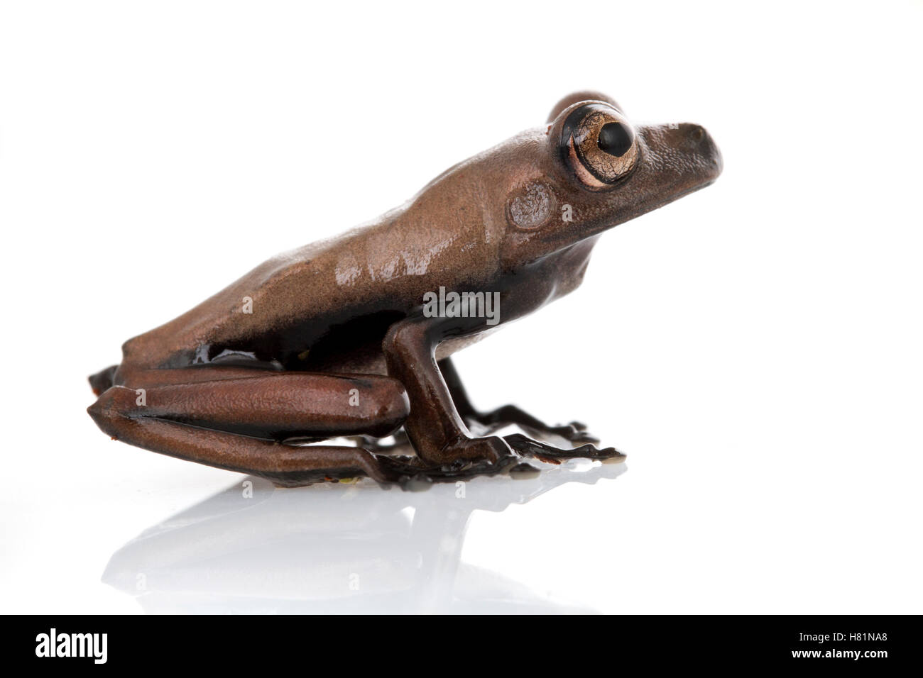 Tree Frog (Hylidae), Suriname Stock Photo
