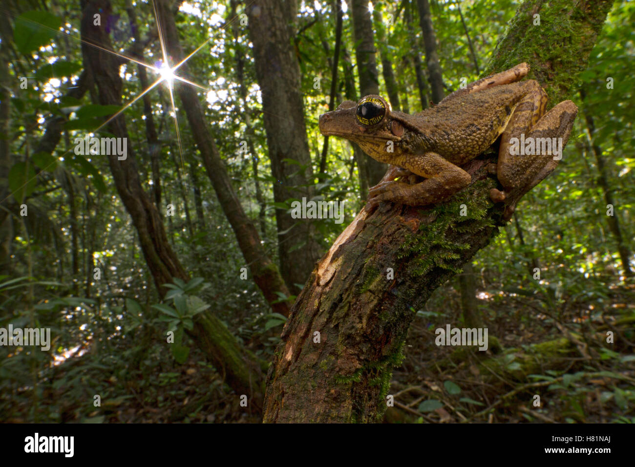 Manaus Slender-legged Treefrog (Osteocephalus taurinus) in rainforest, Suriname Stock Photo
