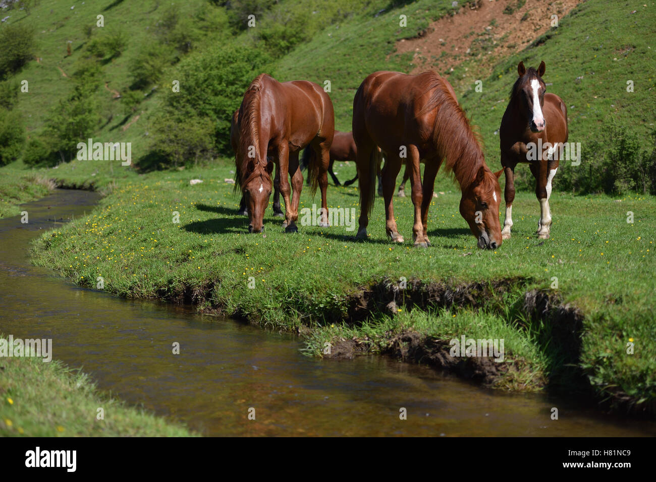 Beautiful wild brown horses eating on green grass field near mountain water stream Stock Photo