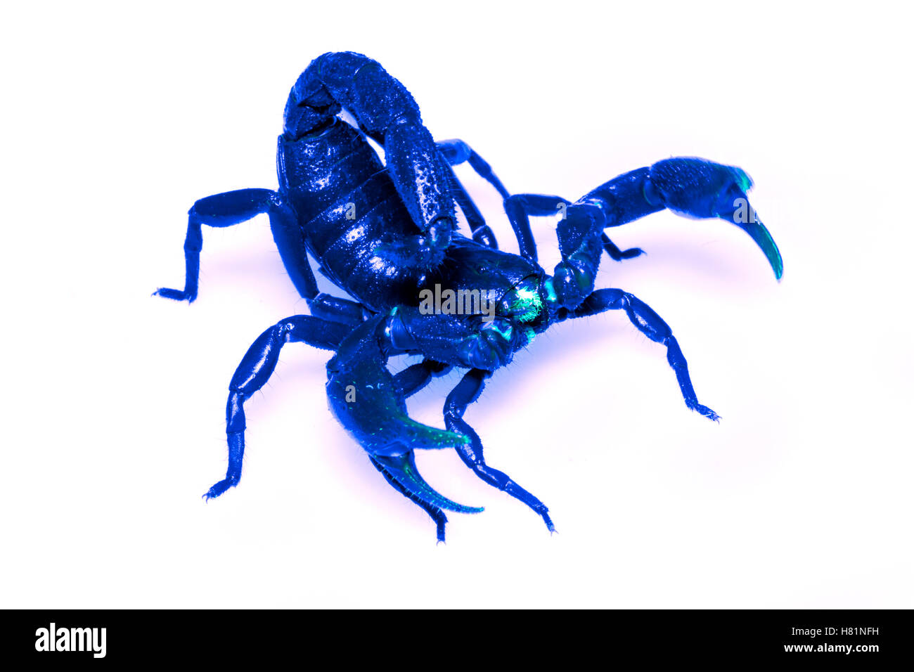 Scorpion (Brotheas sp) in defensive posture seen under ultraviolet ...