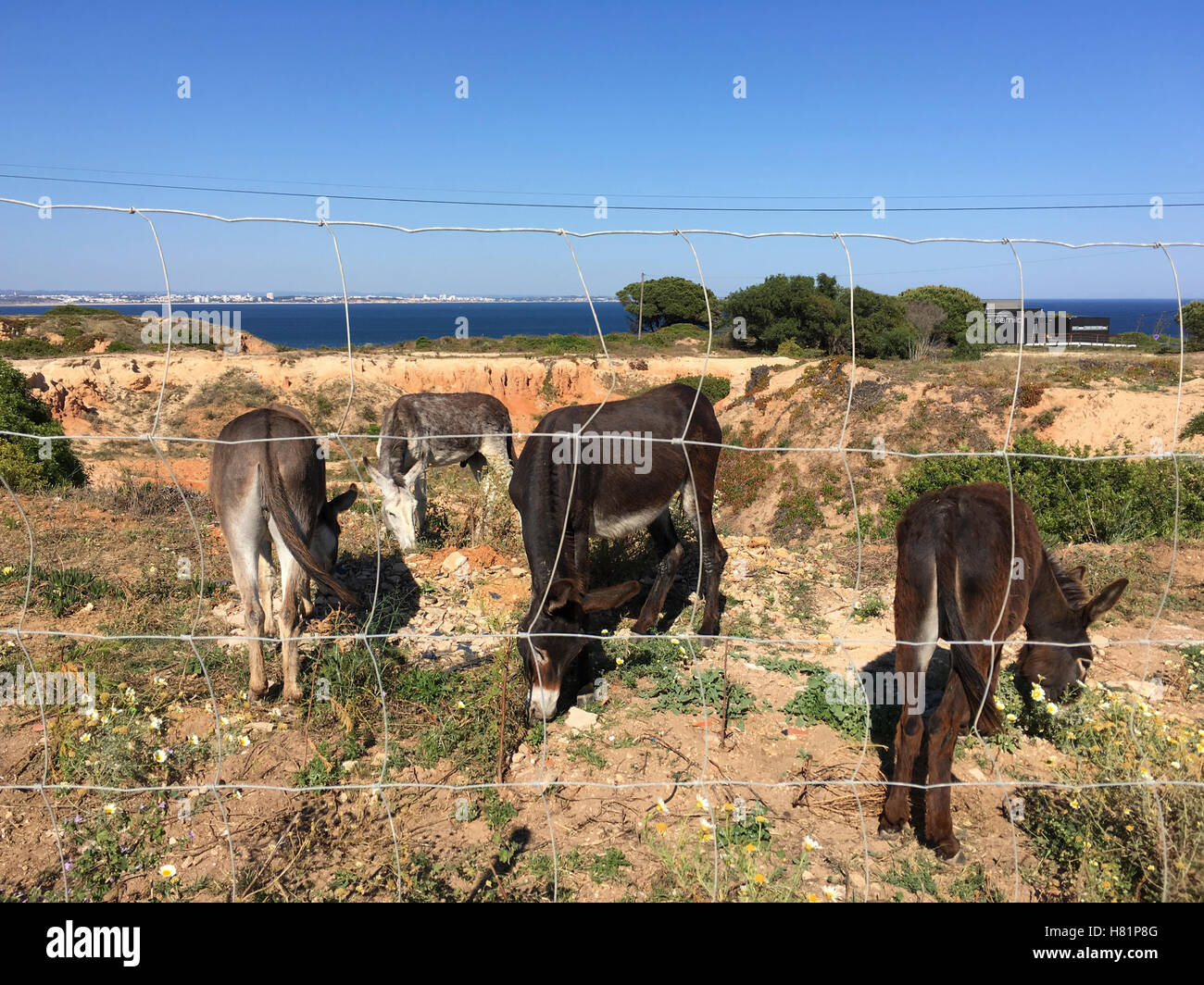Old rocky outcroppings with some Donkeys behind a fence Stock Photo