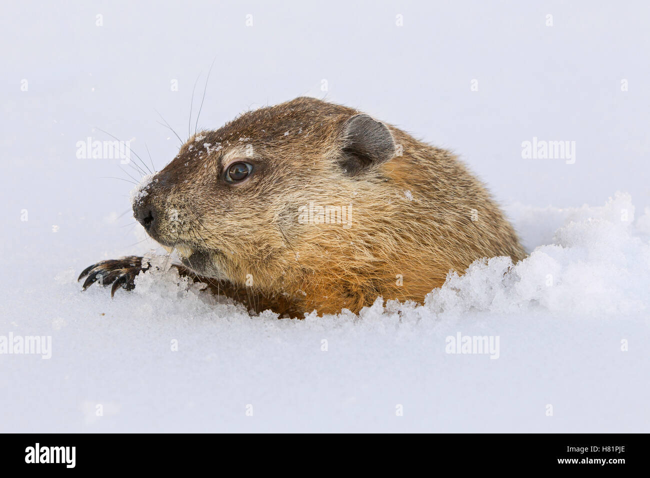 Woodchuck (Marmota monax) emerging from snow after hibernation in its