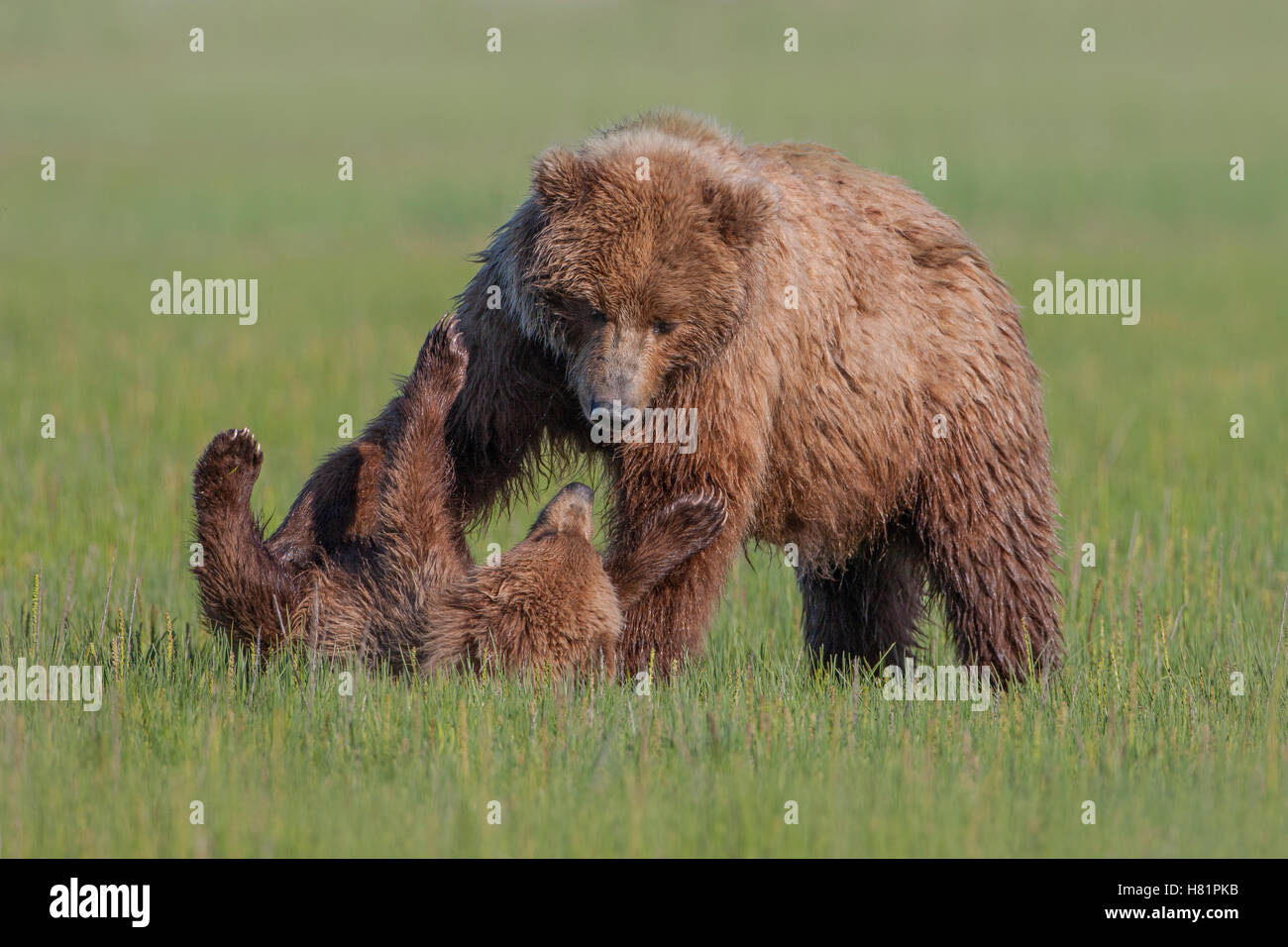 Grizzly Bear (Ursus arctos horribilis) mother and cub playing, Lake ...