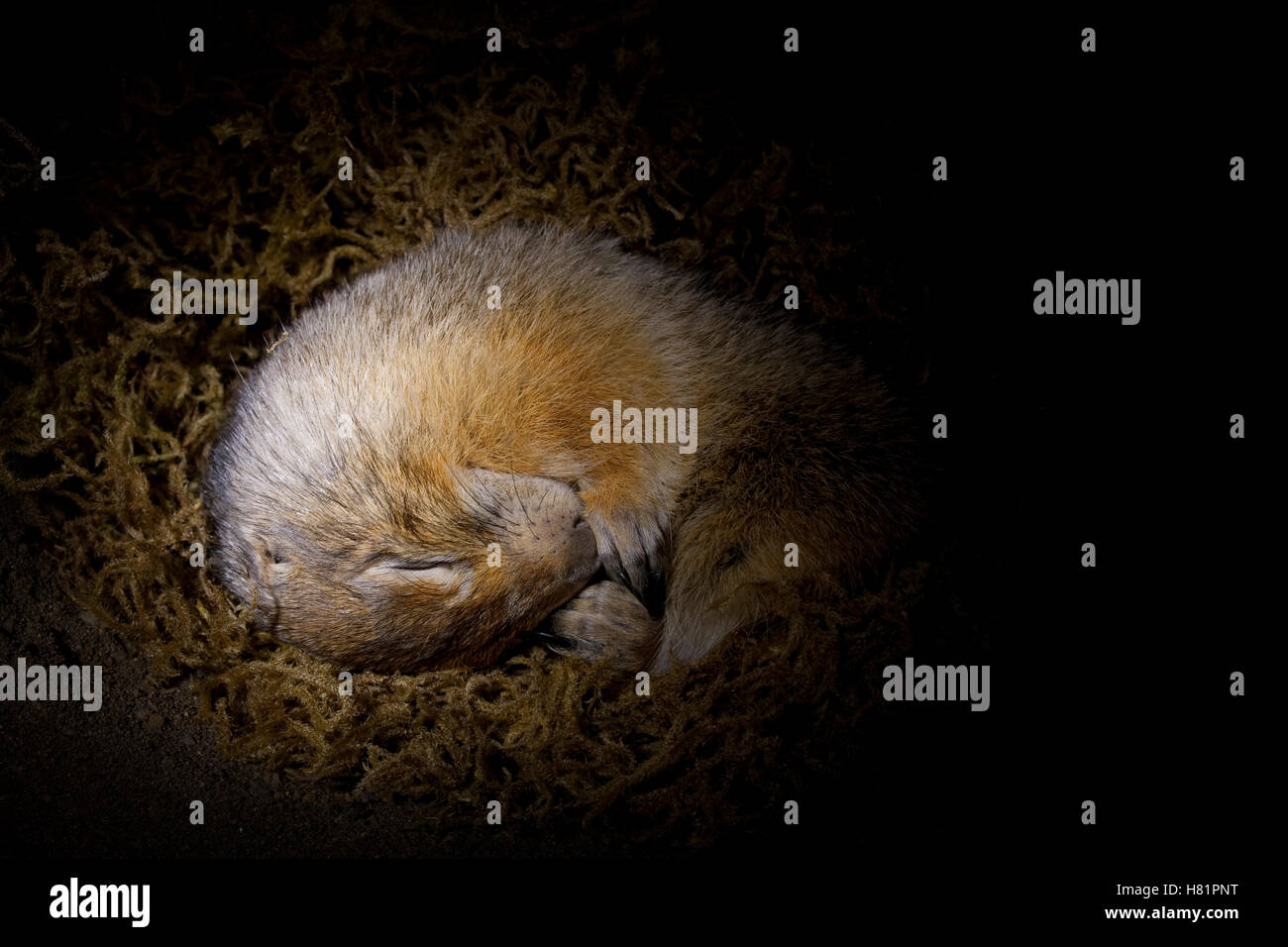 Arctic Ground Squirrel (Spermophilus parryii) hibernating in burrow ...