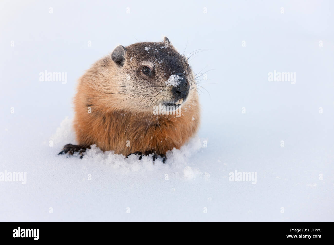Woodchuck (Marmota monax) emerging from snow after hibernation in its