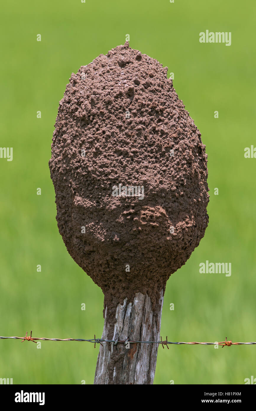 Termite mound built on top of fence post, Osa Peninsula, Costa Rica ...