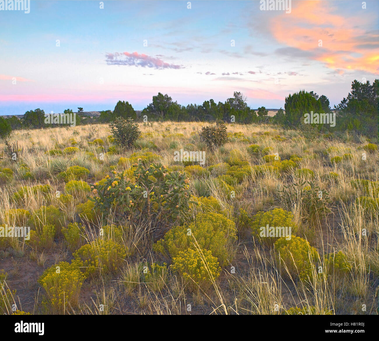 Shrubland, Apishapa State Wildlife Area, Colorado Stock Photo Alamy