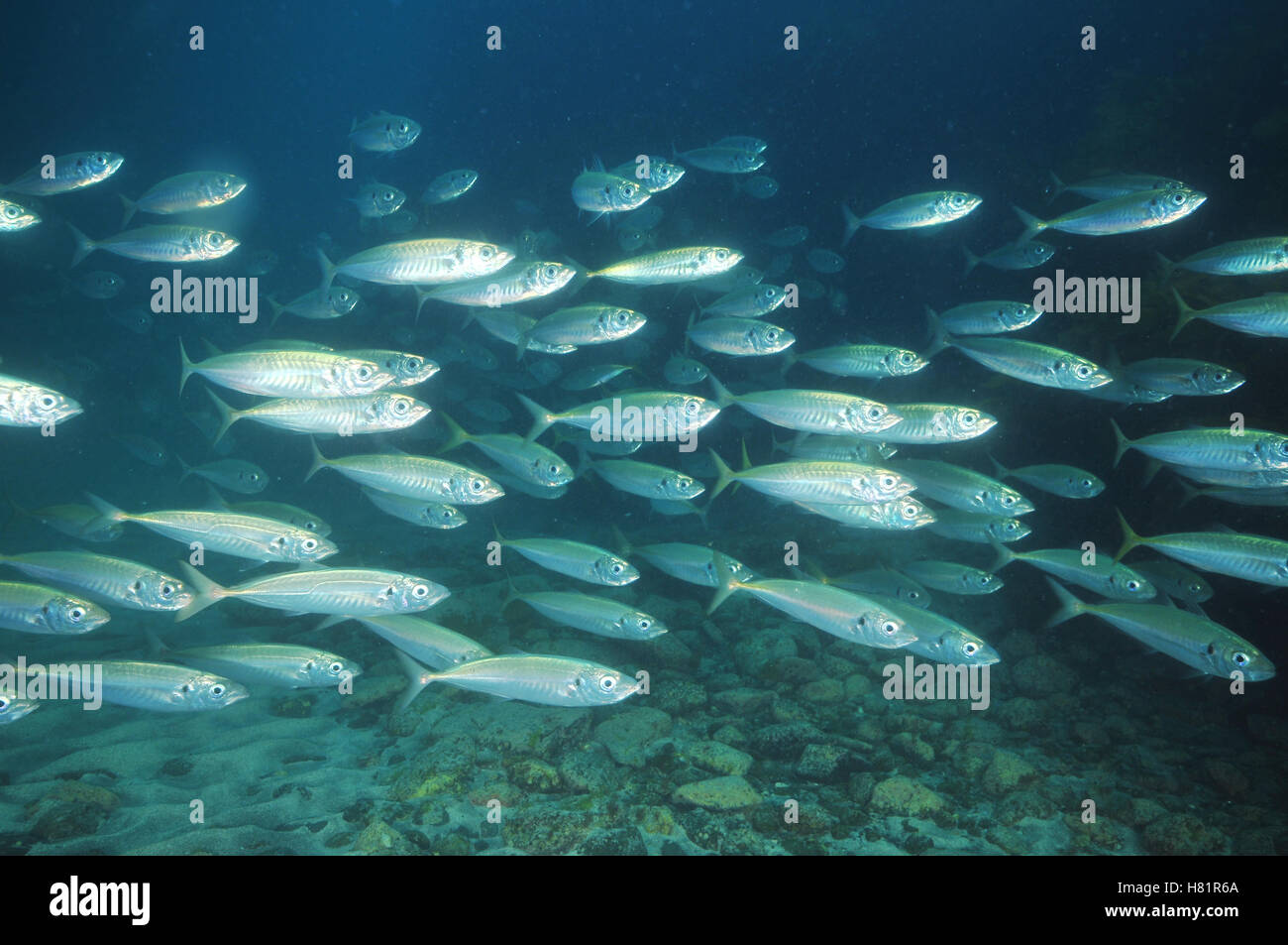 School of jack mackerel above sea bottom Stock Photo