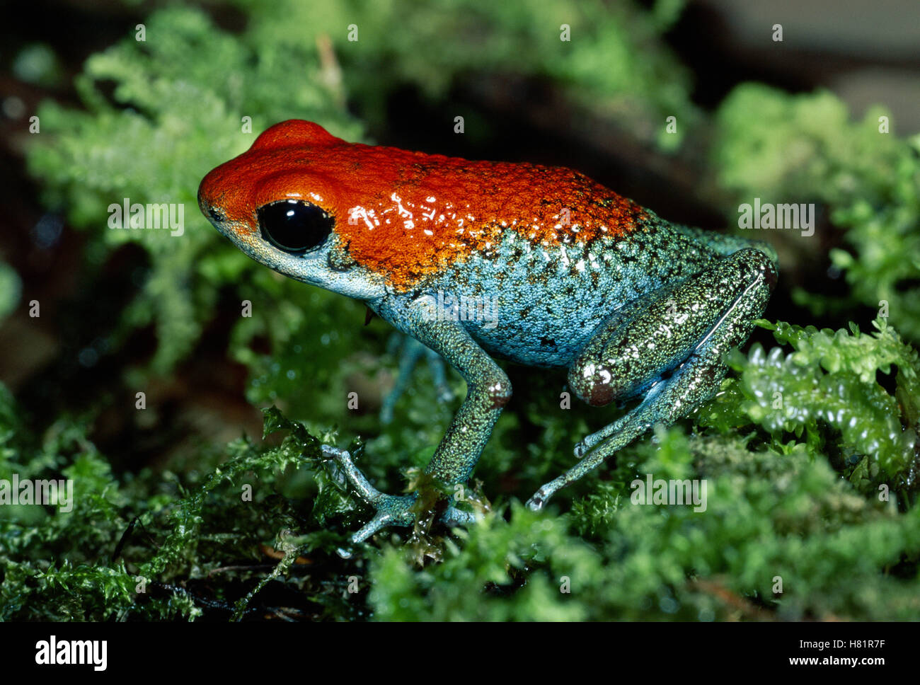 Granular Poison Dart Frog (Dendrobates granuliferus) portrait on moss in rainforest, Osa Peninsula, Costa Rica Stock Photo