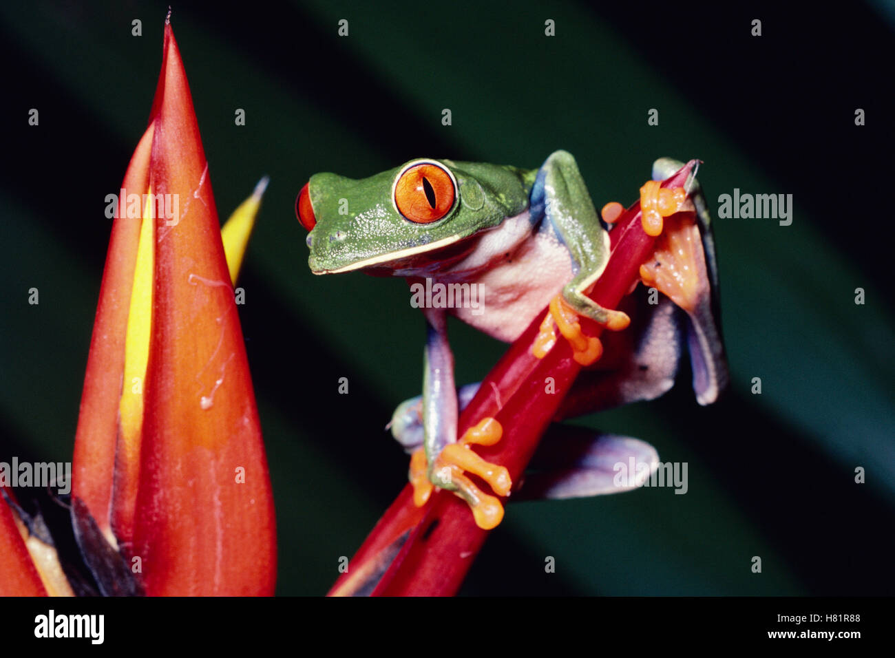 Redeyed Tree Frog (Agalychnis callidryas) on (Heliconia mathiasii), Costa Rica Stock Photo Alamy