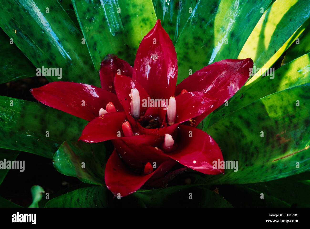 Tank Bromeliad (Nidularium rutilans) close-up, southeast Brazil Stock ...