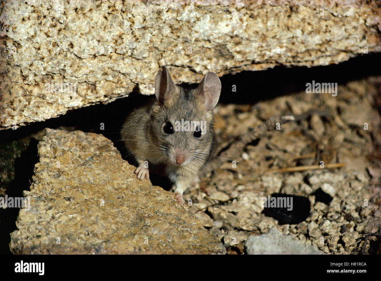 Desert Woodrat (Neotoma lepida) portrait, in rocks, Mojave Desert