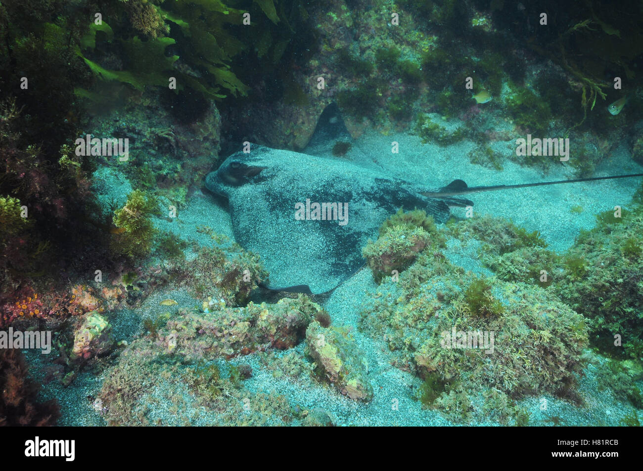 Eagle ray resting on sandy bottom Stock Photo