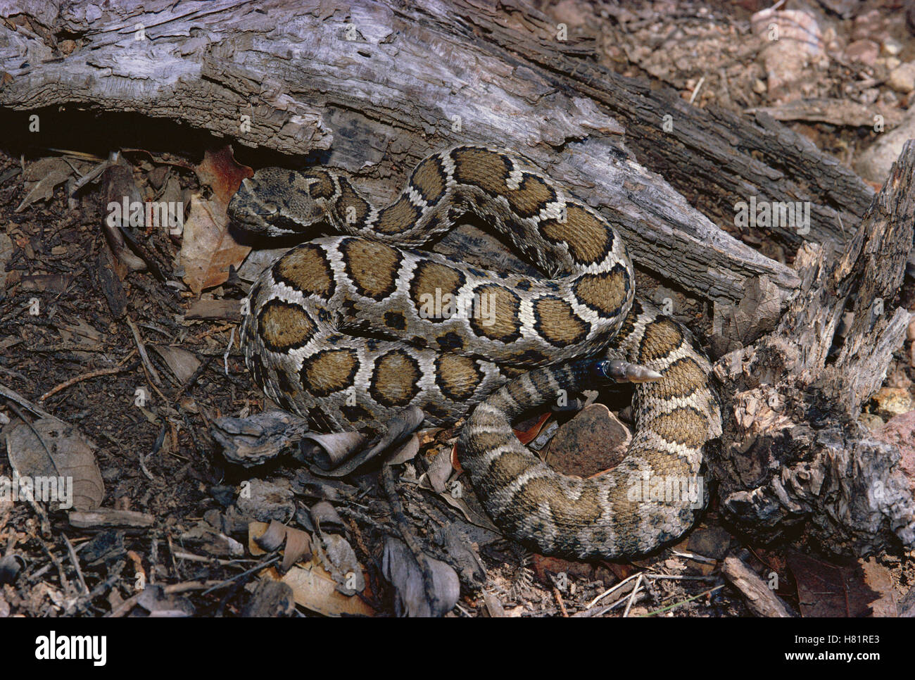 Arizona Black Rattlesnake (Crotalus viridis cerberus) poisonous