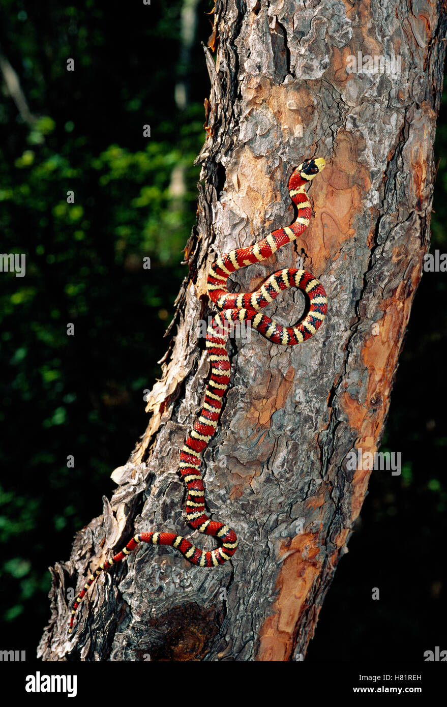 Arizona Mountain King Snake (Lampropeltis pyromelana) climbing tree