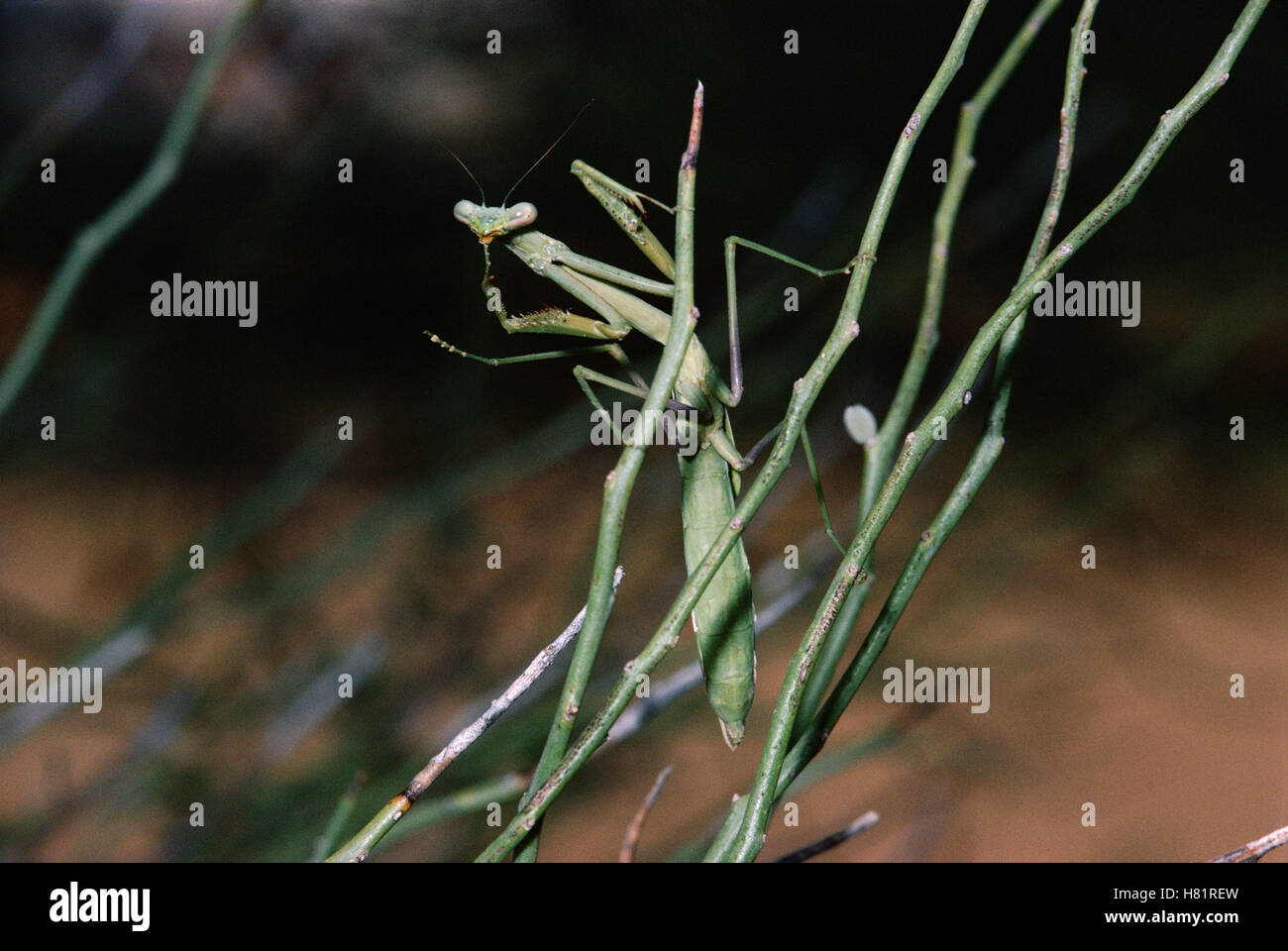 Praying Mantis on Paloverde tree, Sonoran Desert, North America Stock