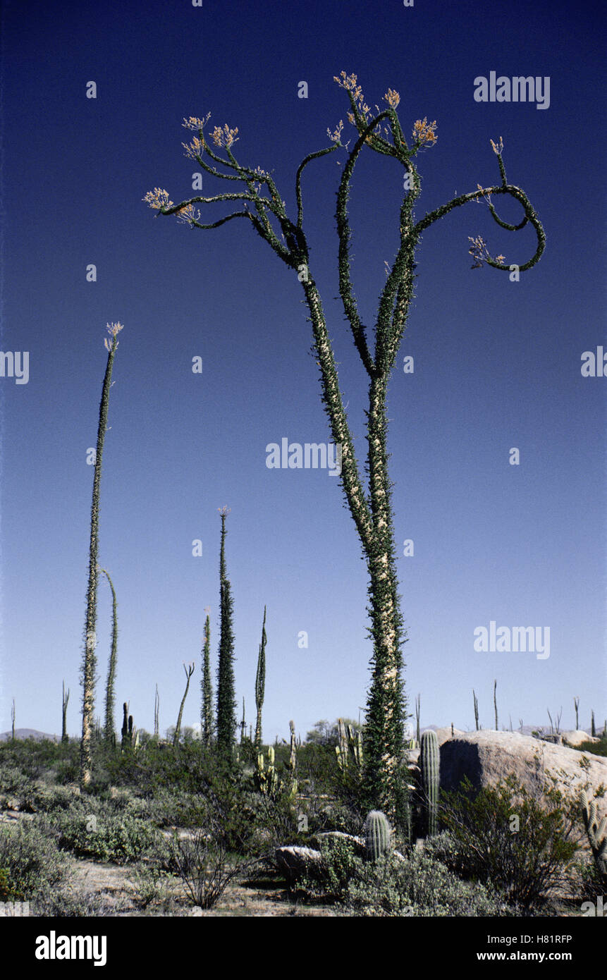 Boojum Tree (Idria columnaris) cluster flowering, Baja California, Mexico Stock Photo Alamy