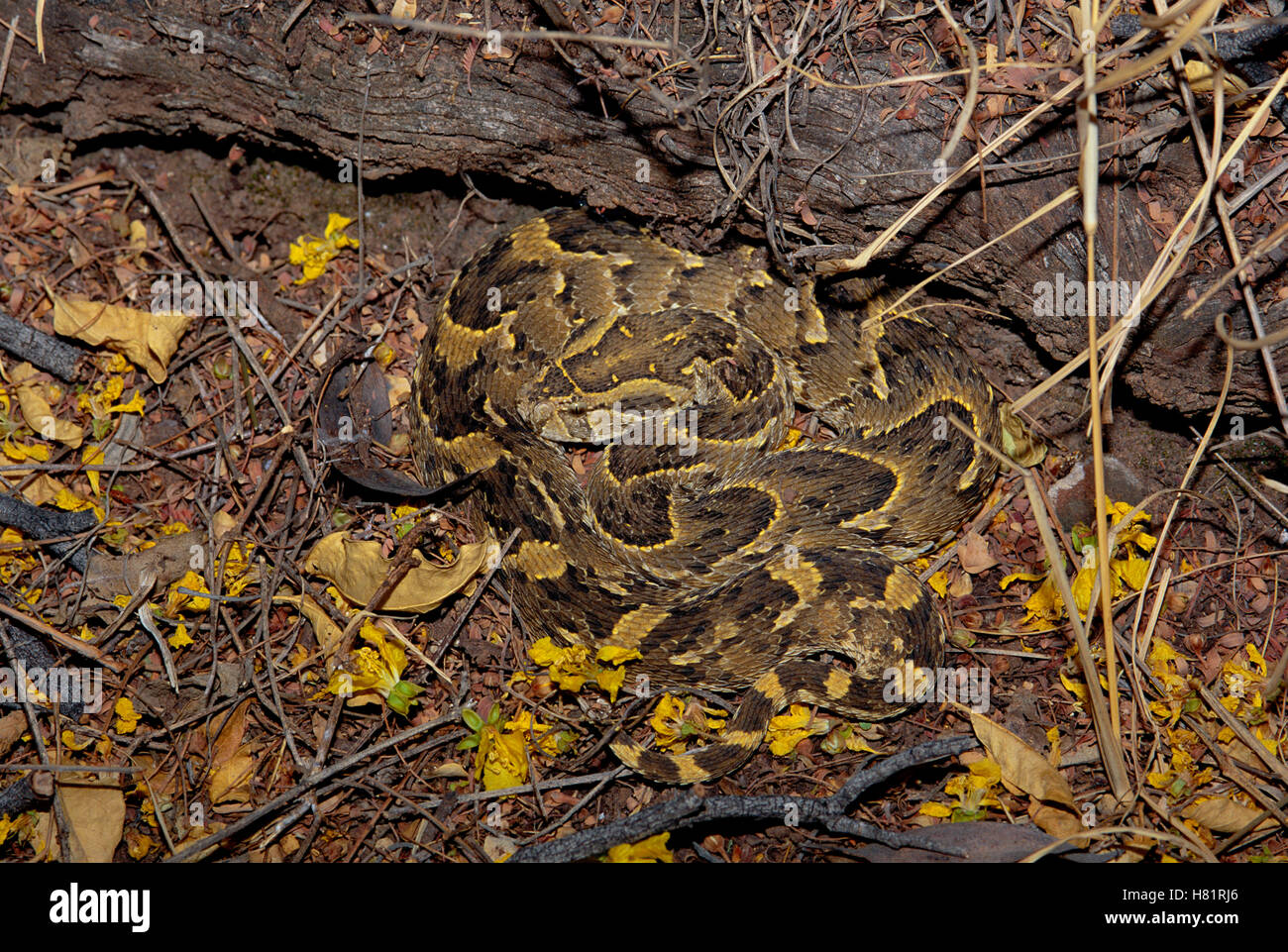 Puff Adder (Bitis arietans) venomous snake camouflaged against ground ...