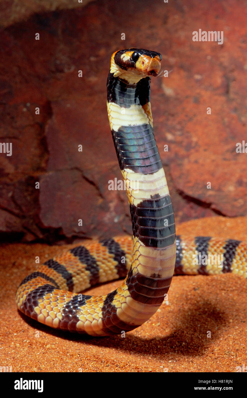 Angolan Coral Snake (Aspidelaps lubricus) defensive display, southern Africa Stock Photo