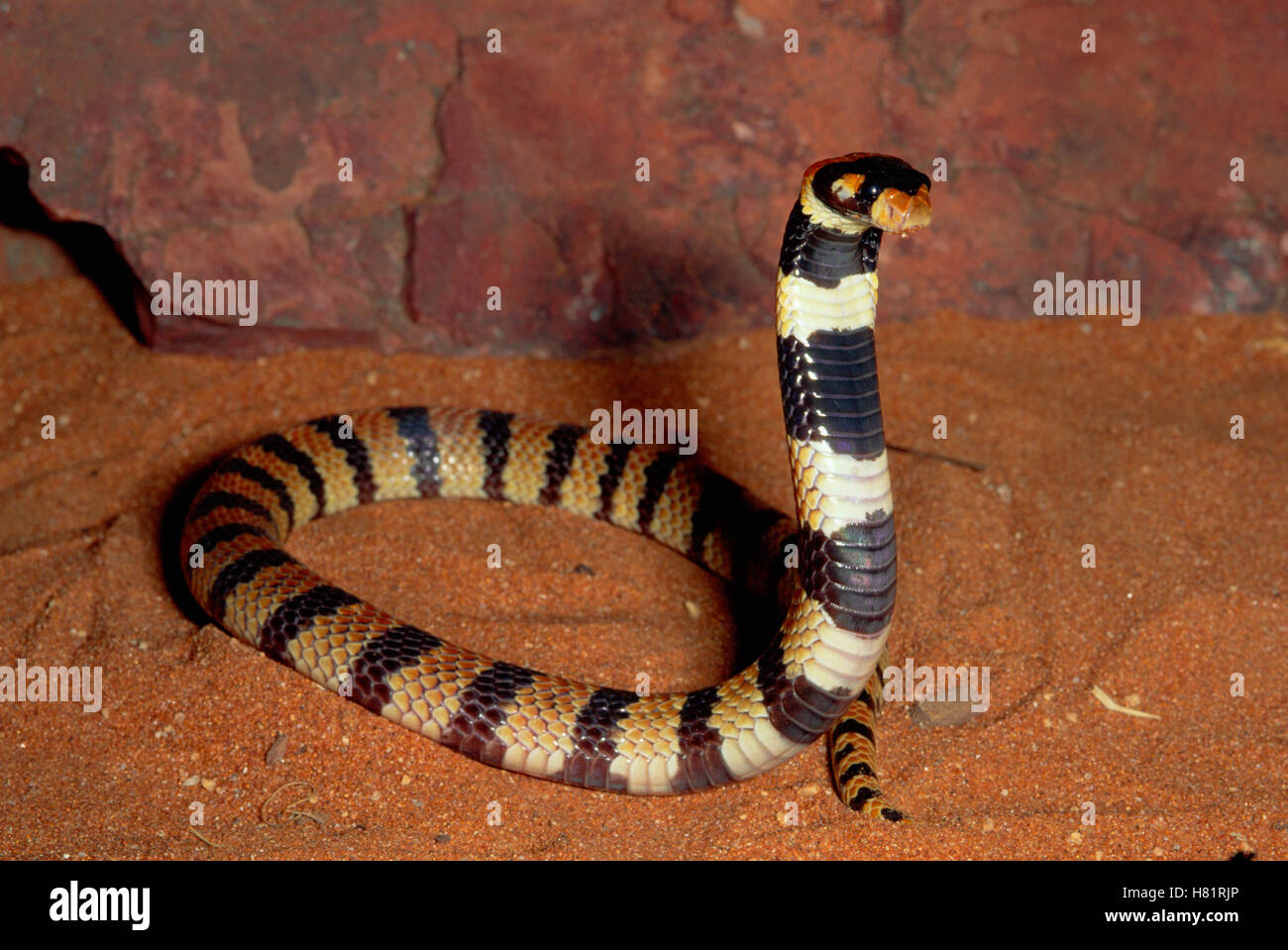 Angolan Coral Snake (Aspidelaps lubricus) defensive display, southern Africa Stock Photo