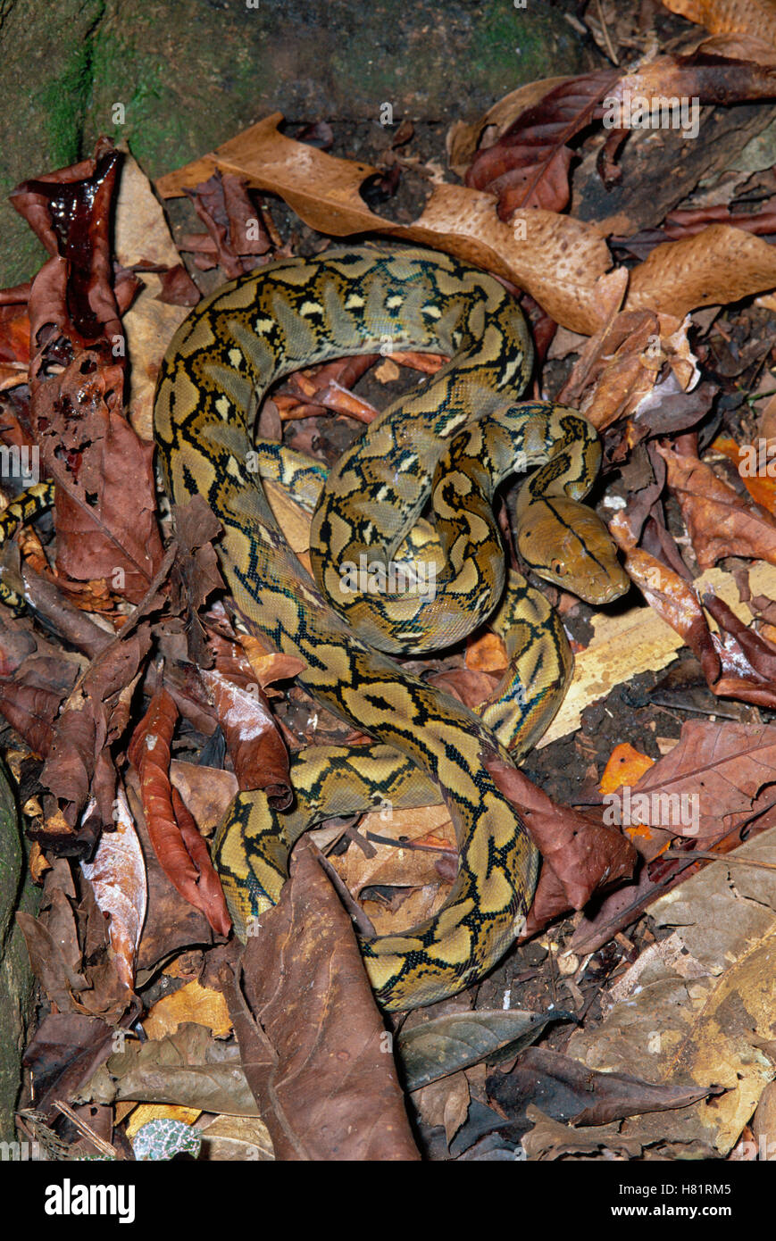 Reticulated Python (Python reticulatus) camouflaged in leaf litter in ...