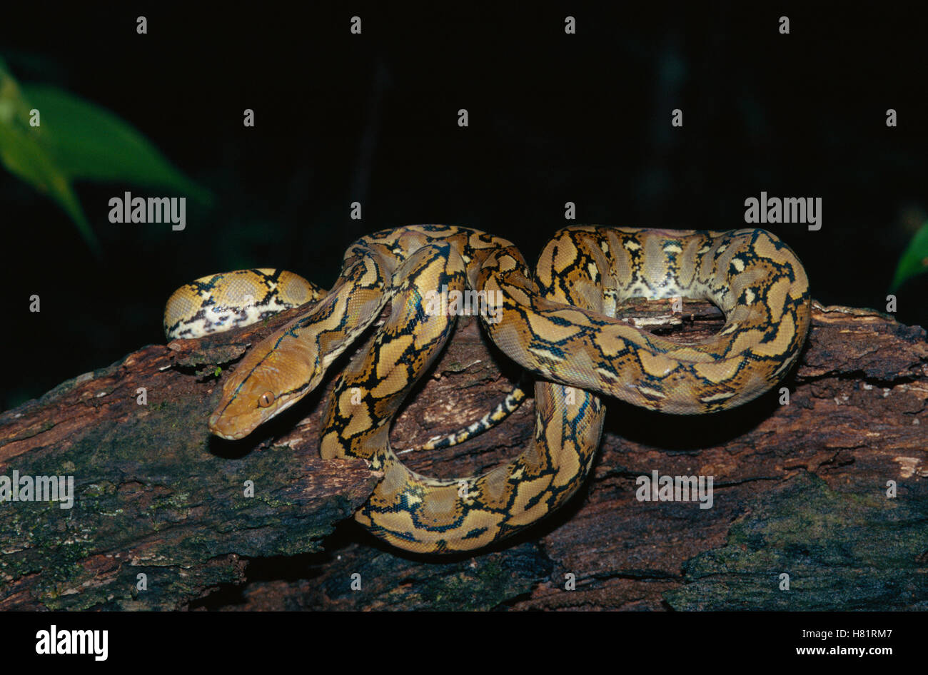 Reticulated Python (Python reticulatus) coiled on tree trunk, Tangkoko ...