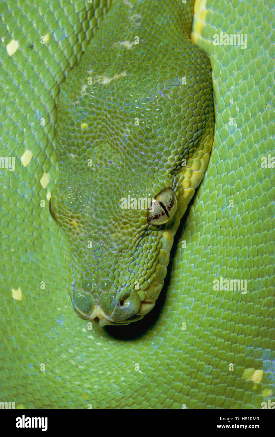 Green Tree Python (Chondropython viridis) portrait, New Guinea Stock ...