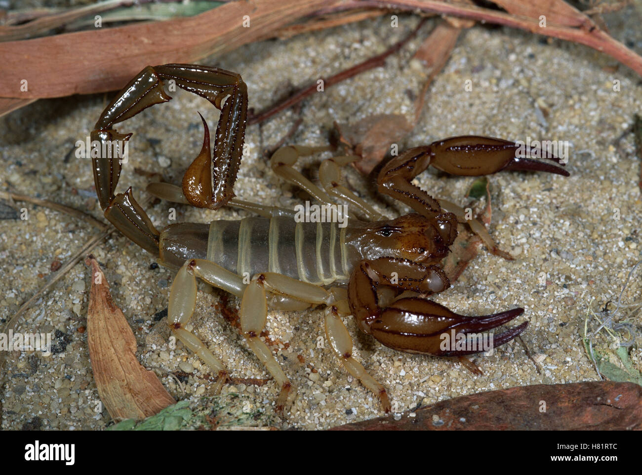 Scorpion, showing claws and tail with venomous stinger, Nambung