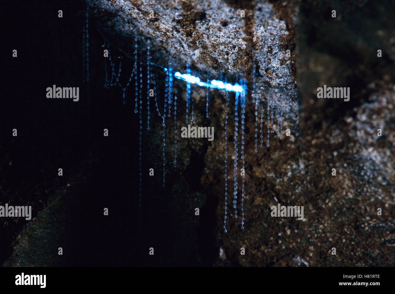 Common Glow Worm (Lampyris noctiluca) larva hanging from cave ceiling