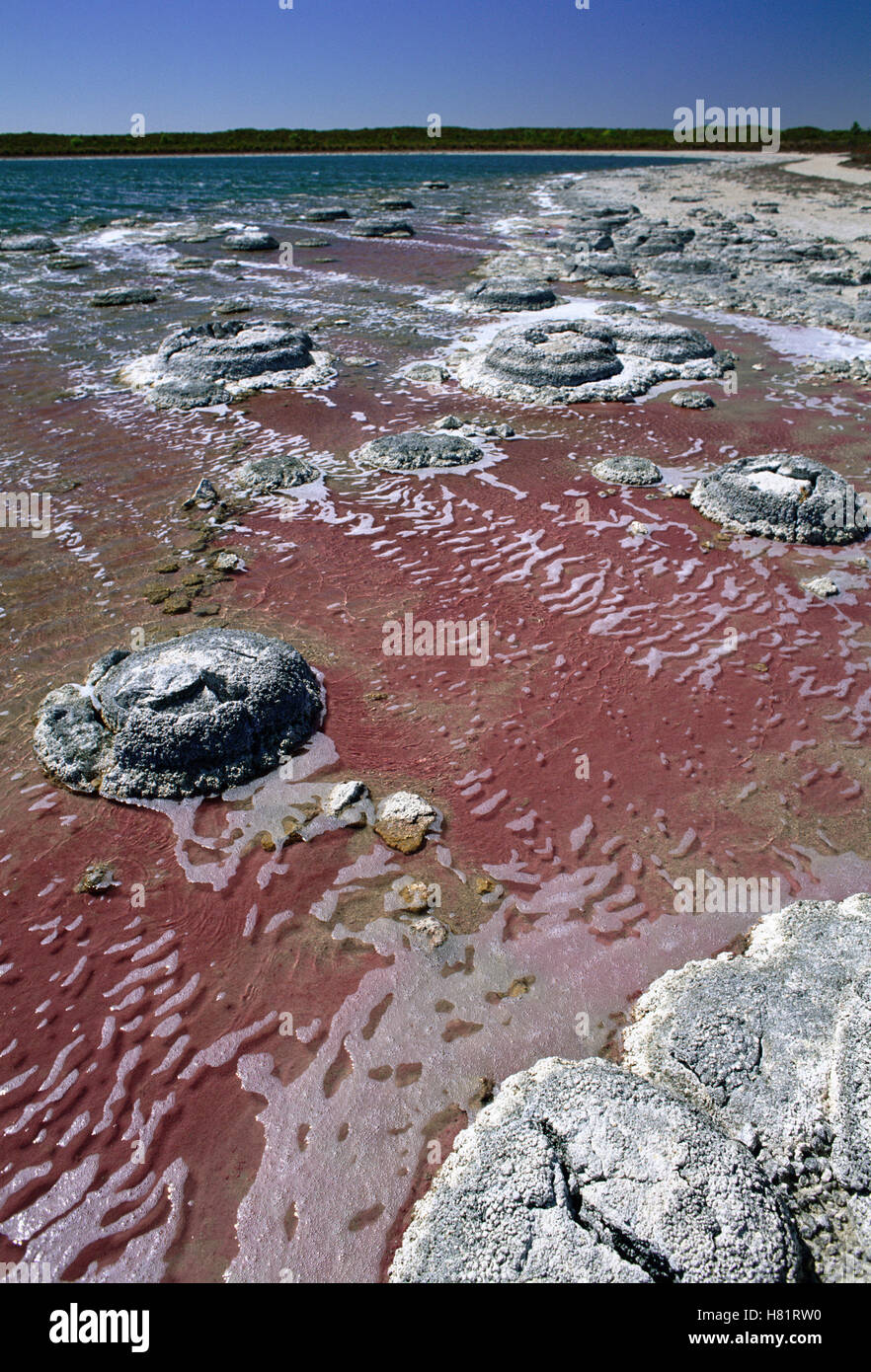 stromatolites-in-lake-thetis-nambung-national-park-western-australia