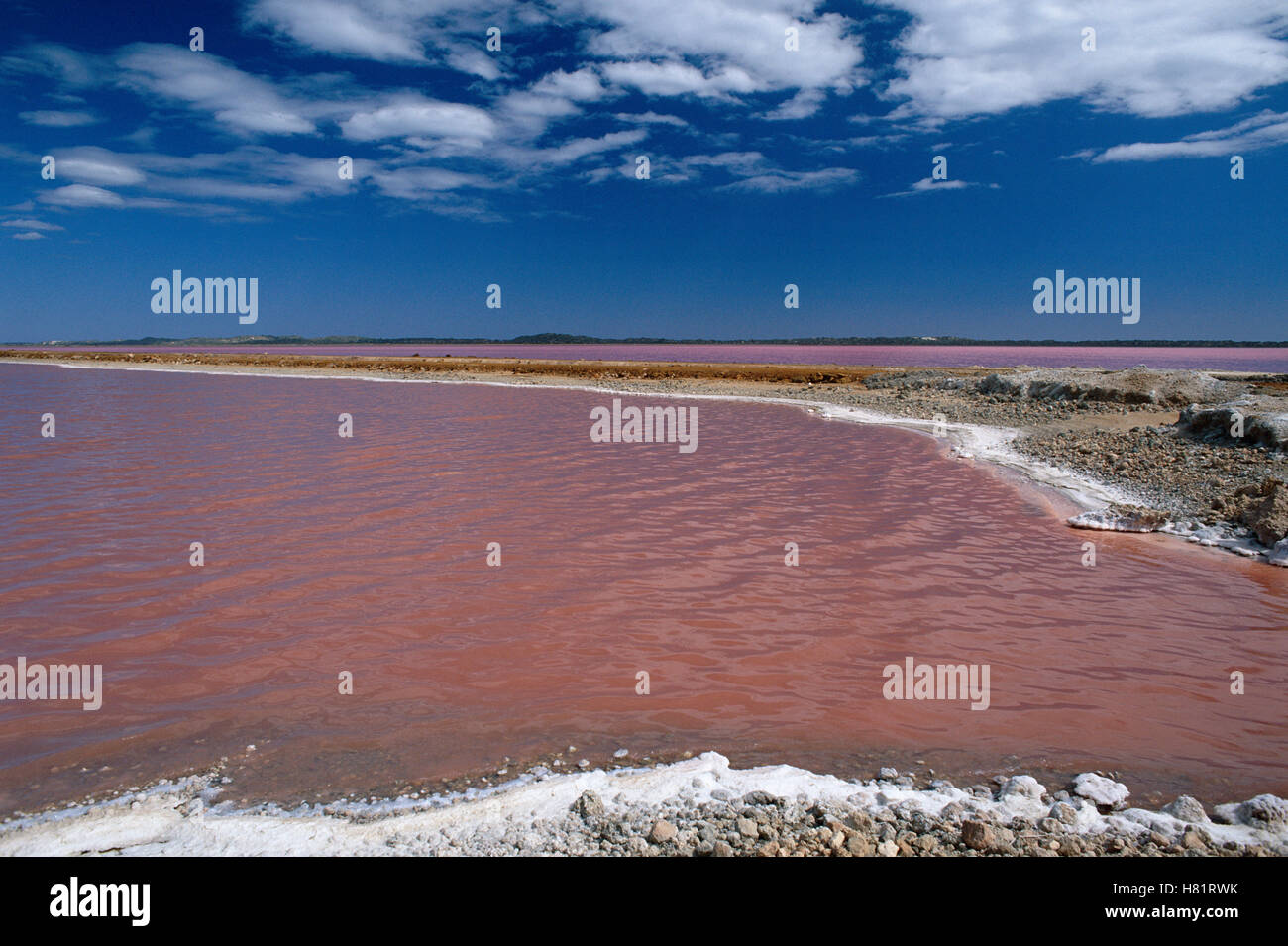 Hutt Lagoon, seawater evaporates leaving behind salt, algae bloom in