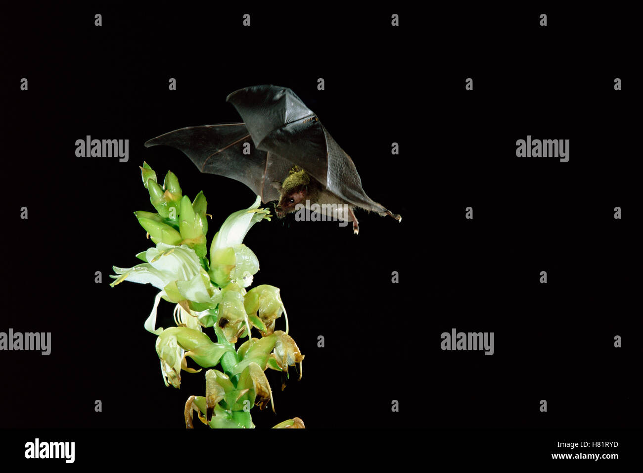 Geoffroy's Tailless Bat (Anoura geoffroyi) visiting an epiphytic
