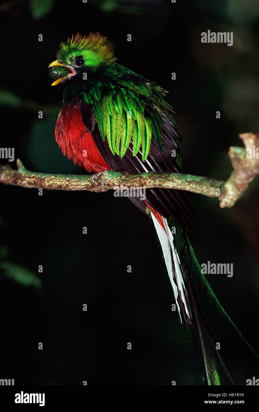 Resplendent Quetzal (Pharomachrus mocinno) male eating Wild Avocado