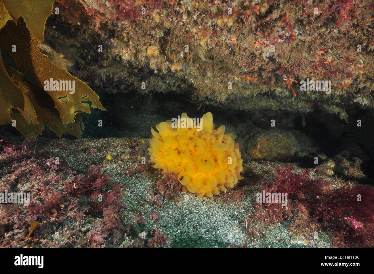 Yellow sponge under rocky overhang Stock Photo