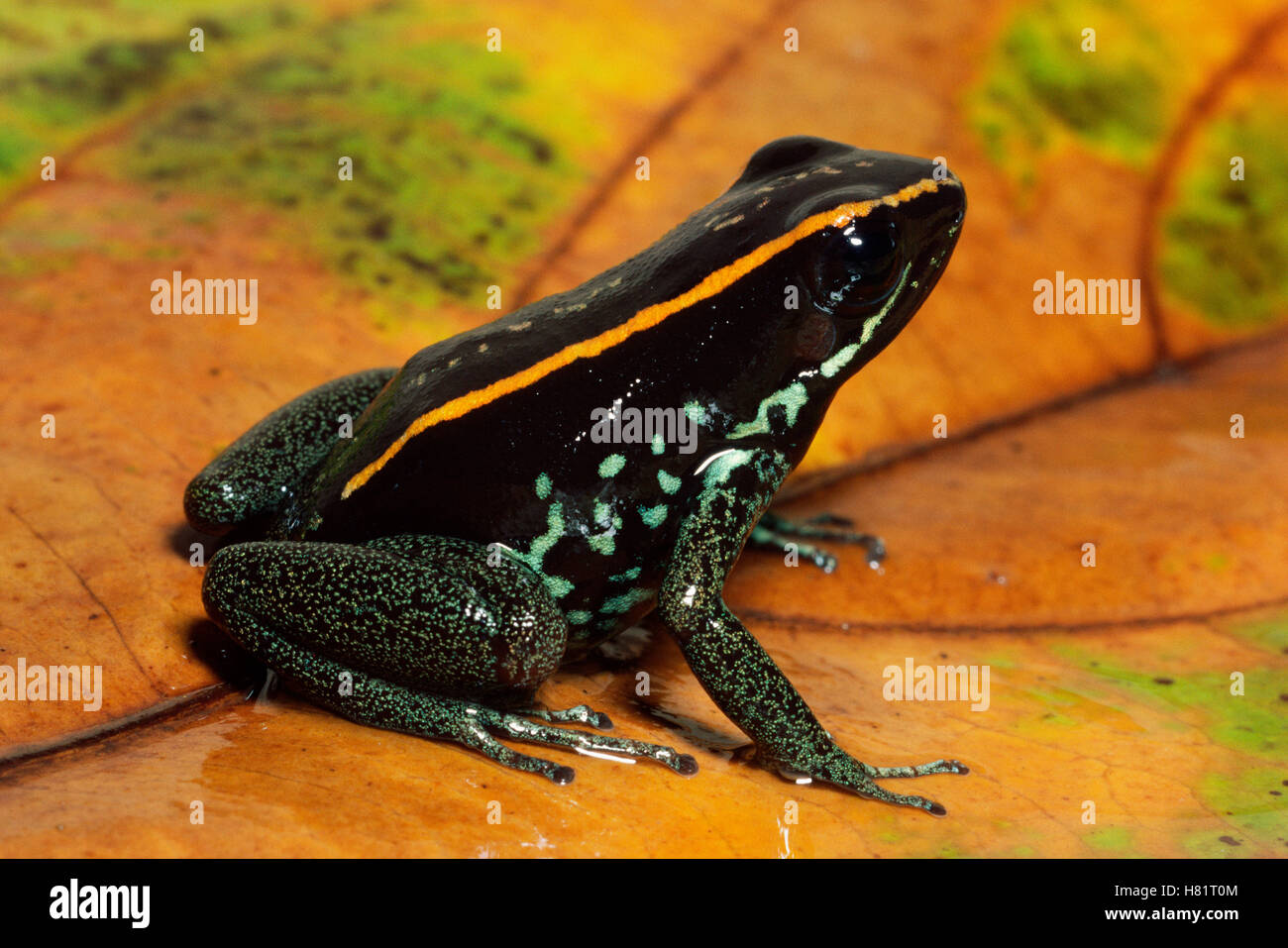 Golfodulcean Poison Frog (Phyllobates vittatus) portrait, on leaf ...