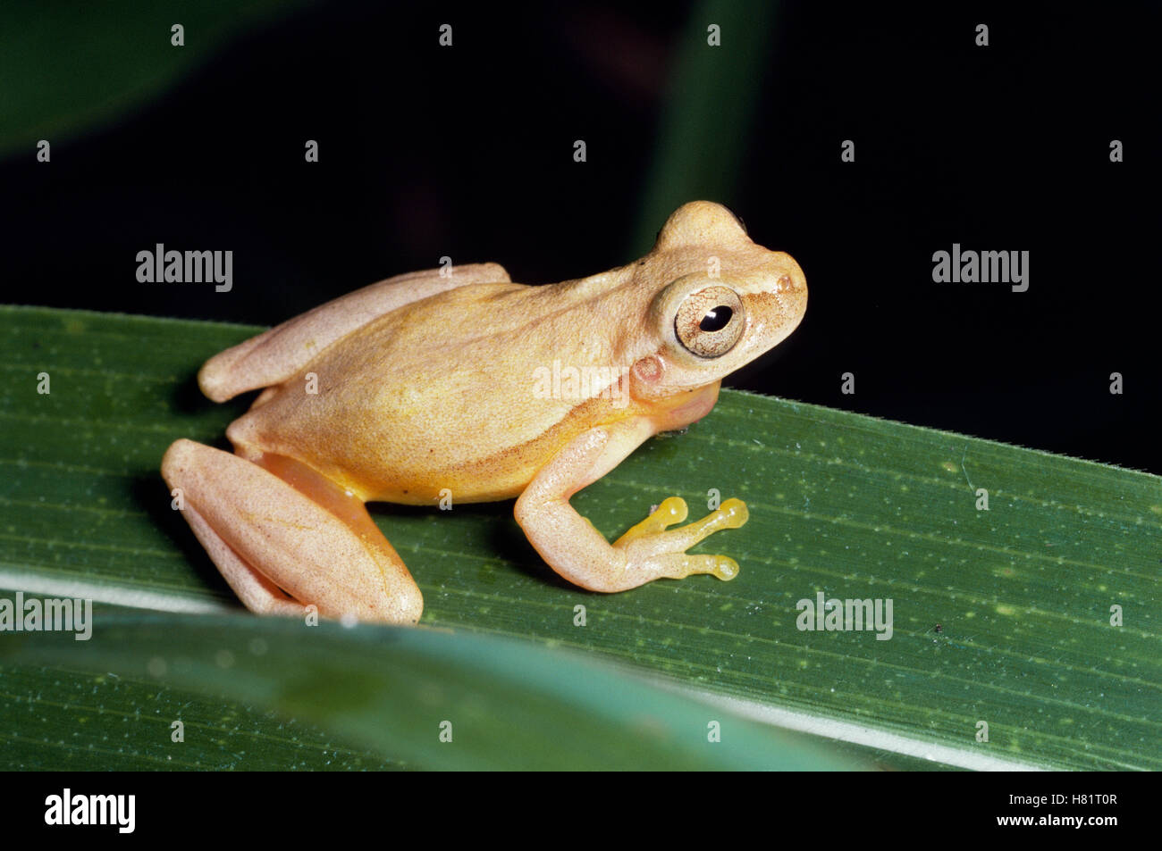 Yellow Cricket Treefrog (Hyla microcephala) on leaf, Costa Rica Stock