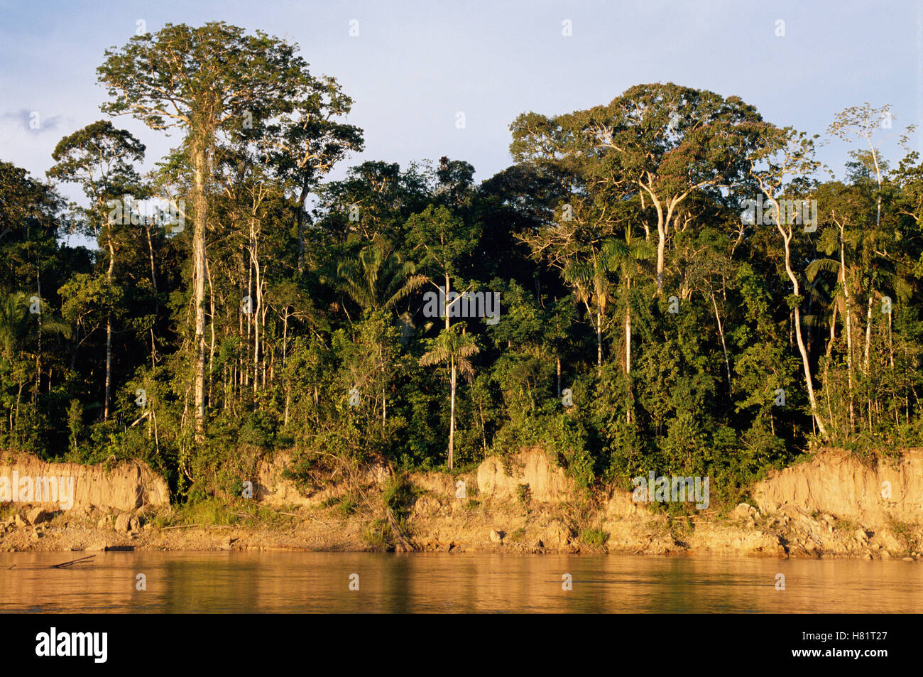 Rainforest profile showing understory up to the canopy, on bank of Manu