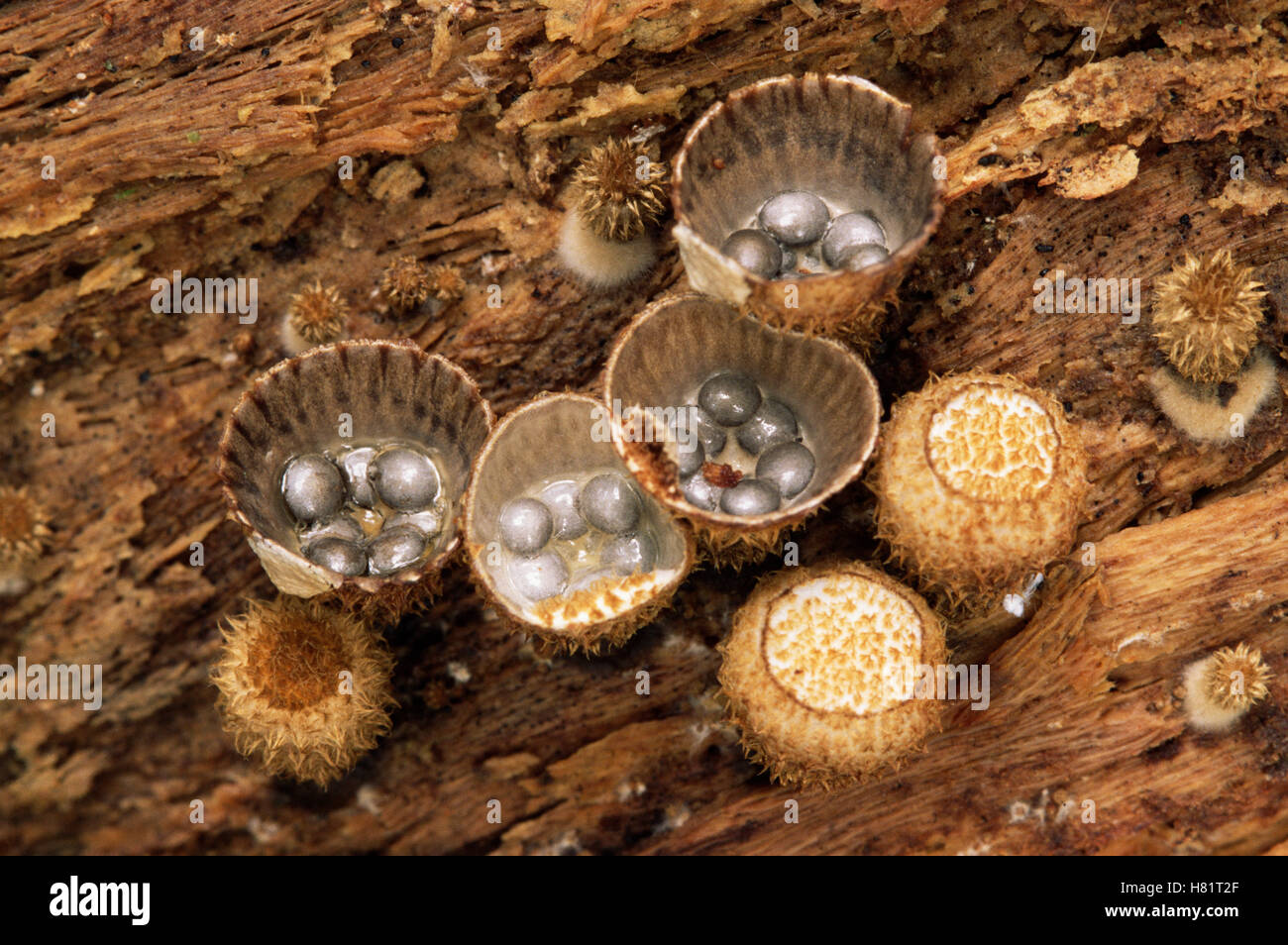 Bird's Nest Fungus (Cyathus sp) showing spores that are dispersed by