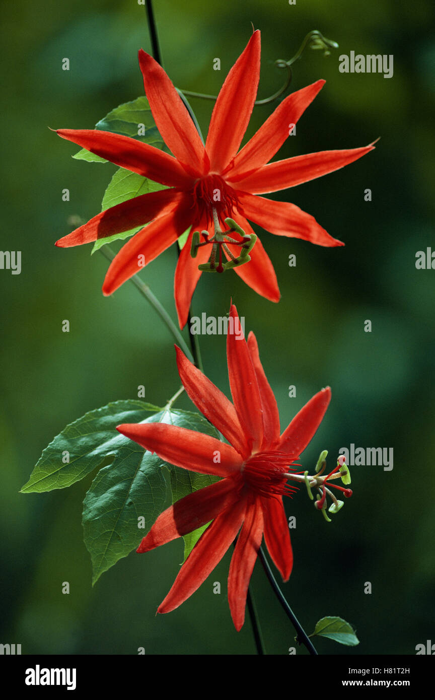 Perfumed Passion Flower (Passiflora vitifolia) flowers, Costa Rica