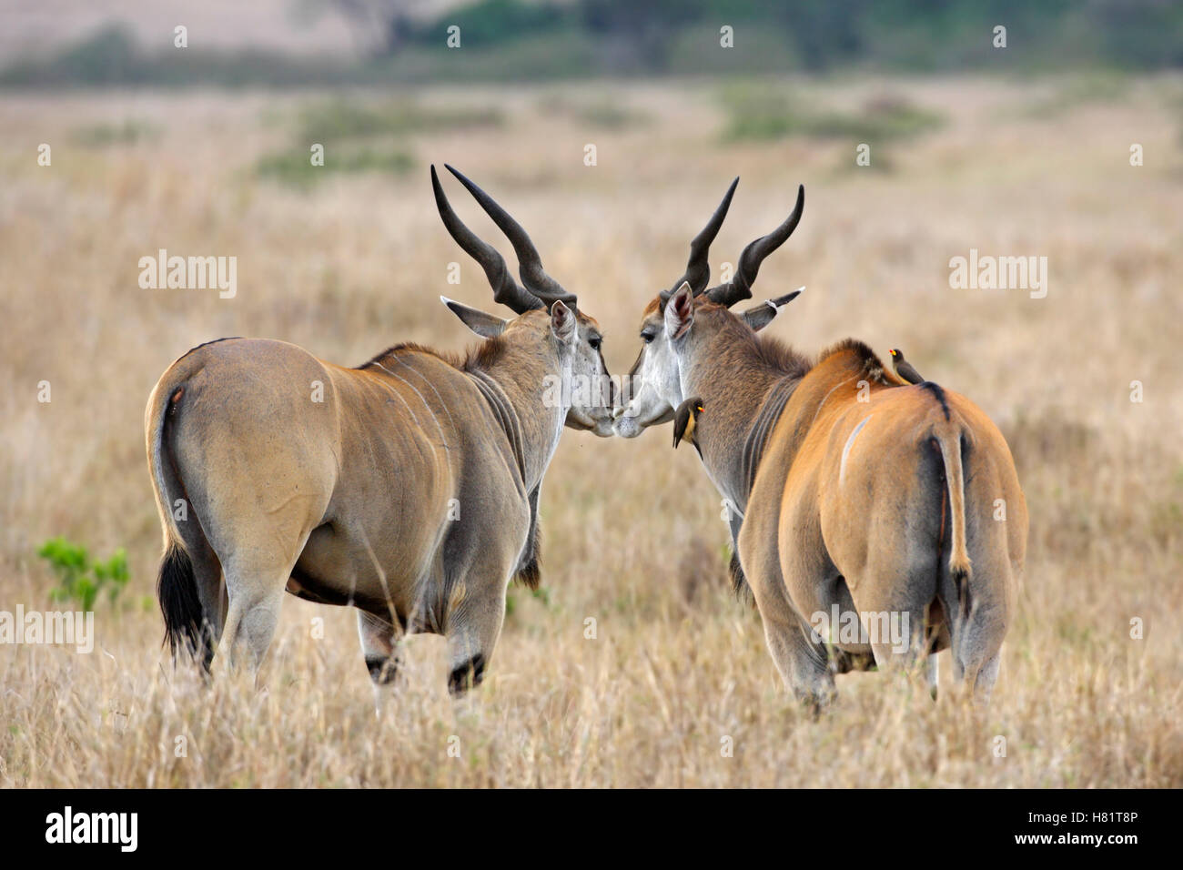 Eland (Taurotragus oryx) pair, Masai Mara, Kenya Stock Photo - Alamy