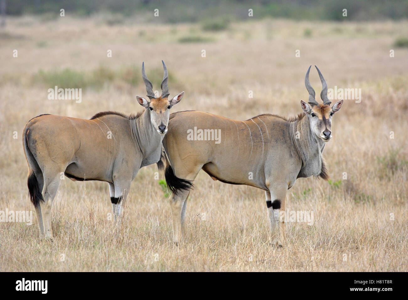 Eland (Taurotragus oryx) pair, Masai Mara, Kenya Stock Photo - Alamy