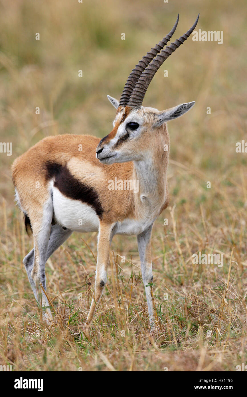 Thomson's Gazelle (Eudorcas thomsonii) male, Masai Mara, Kenya Stock ...