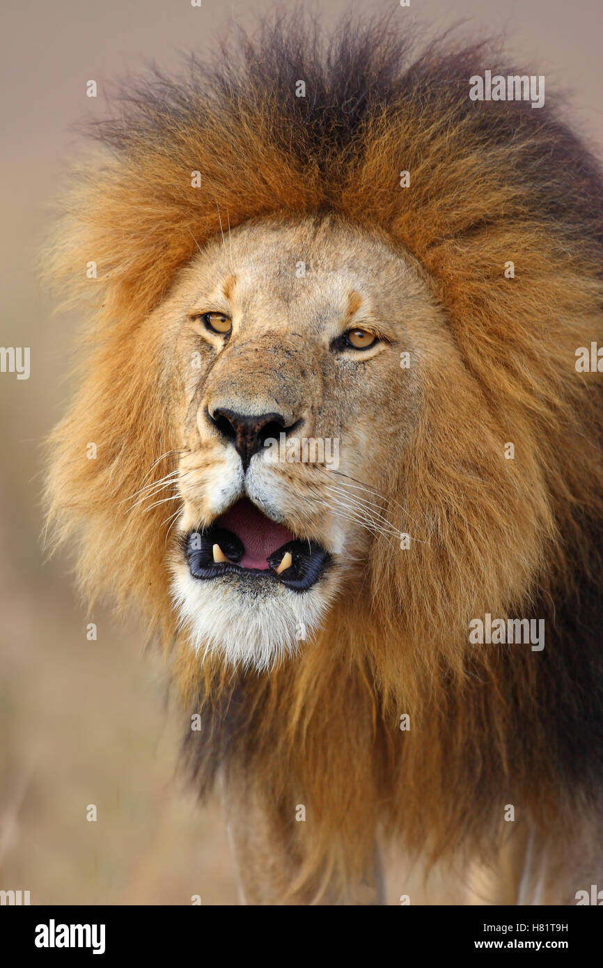 African Lion (Panthera leo) male, Masai Mara, Kenya Stock Photo - Alamy